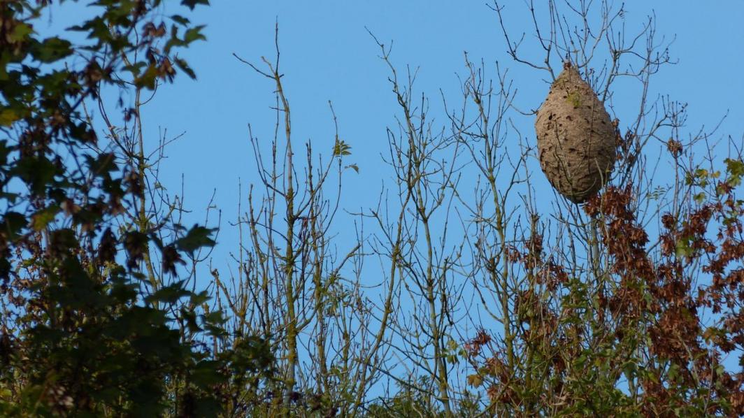 Nid de frelon asiatique a la cime d'un arbre