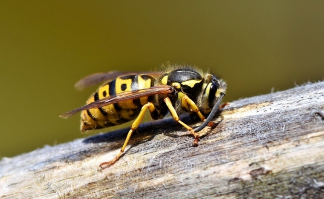 guêpe germanique sur une branche
