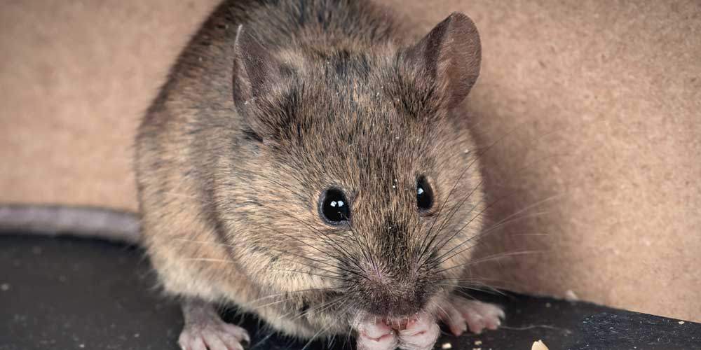 gallery/souris