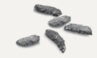 gallery/crottes rat noir rattus rattus
