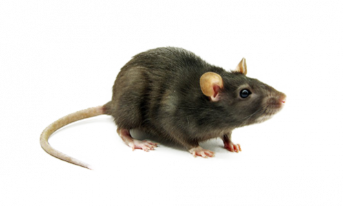 gallery/rattus rattus 1