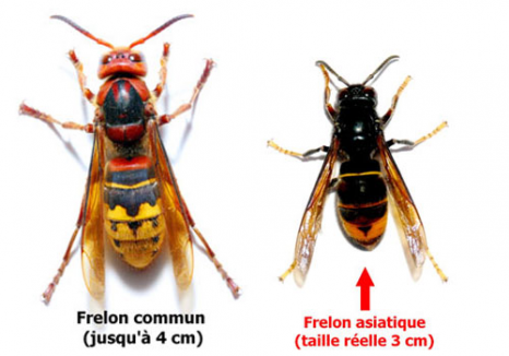 Différence entre frelon Européen & Asiatique 