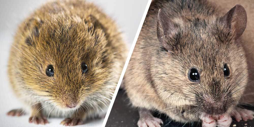 gallery/diference_mulot_souris