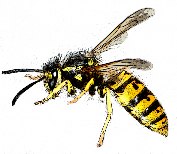 guêpe germanique