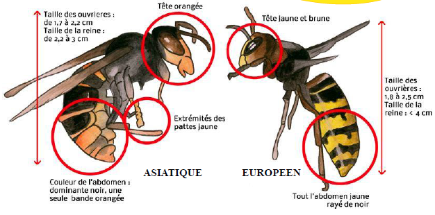 Différence entre frelon Européen & Asiatique 