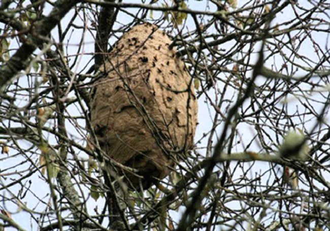 Nid de frelon asiatique dans les branches