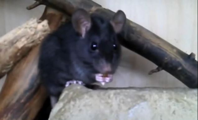 gallery/rattus rattus 3