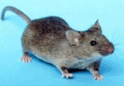 gallery/souris_2