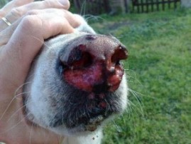 Dégât sur un chien qui a touché aux chenilles processionnaire