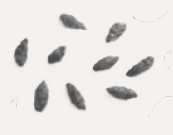 gallery/crottes souris