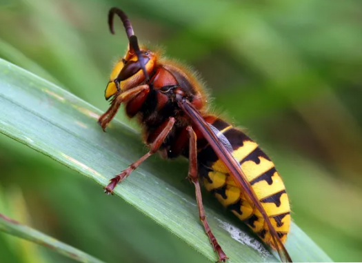 Frelon européen sur une feuille
