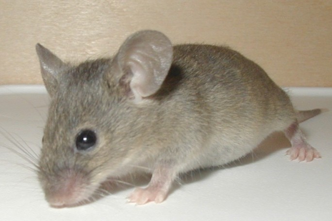 gallery/souris_1