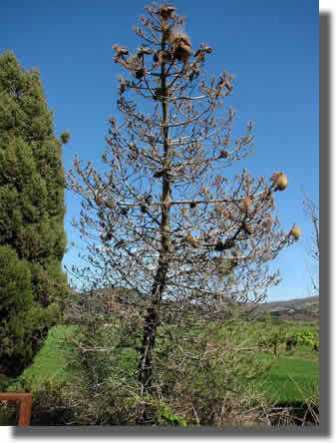 Arbre infecté par des chenilles processionnaire