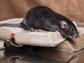 gallery/rattus rattus 2