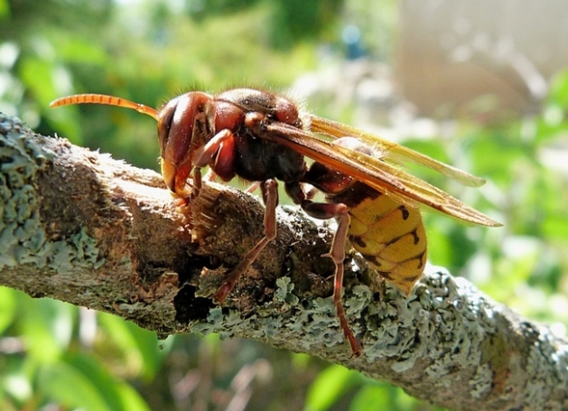 Frelon européen sur une branche