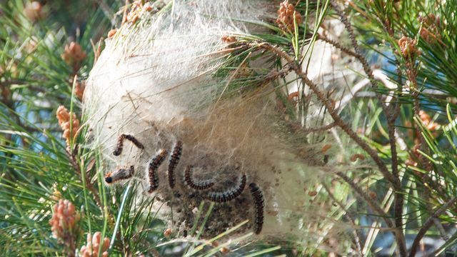 Pollution d'une branche par un nid de chenilles processionnaire