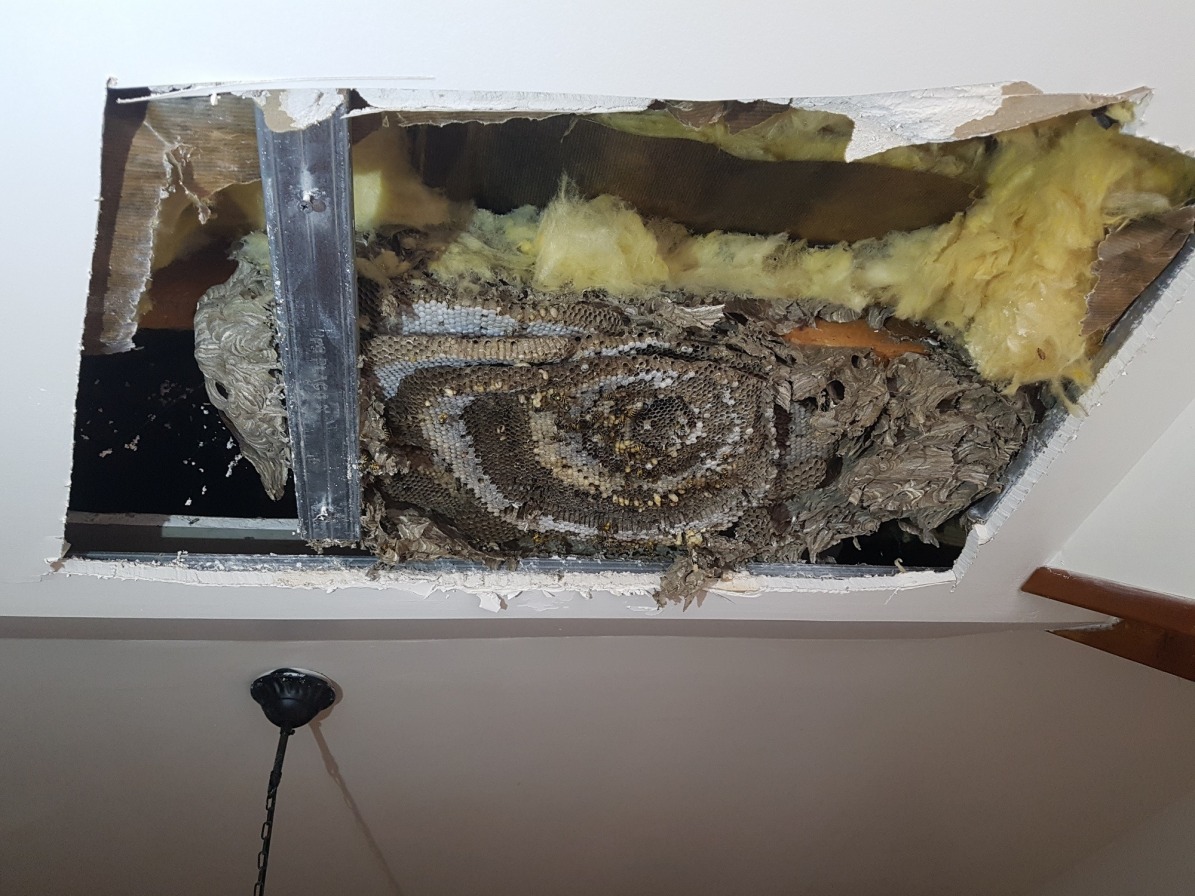 Nid de guêpes dans faux-plafond